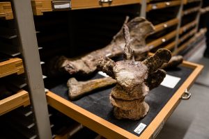 Zwei Wirbel und weitere Knochen des Tuebingosaurus maierfritzorum.